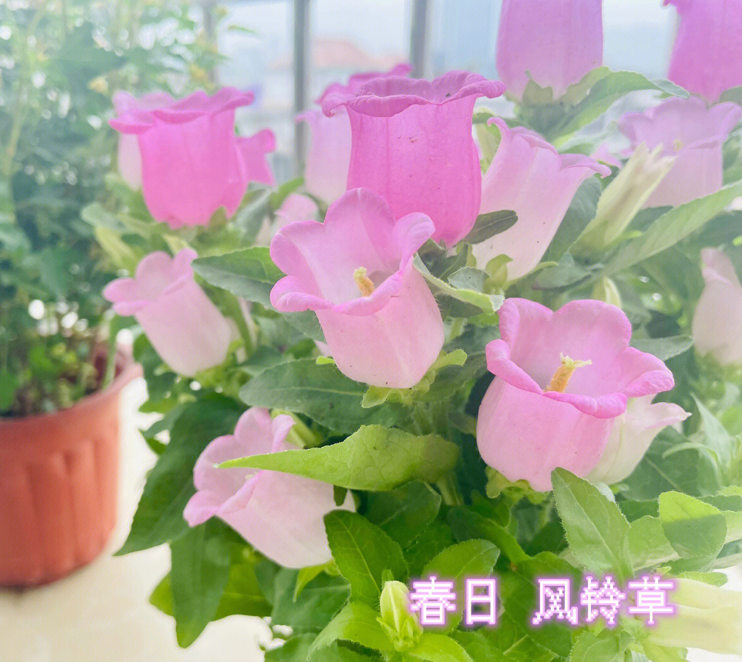 粉色风铃草的花语图片