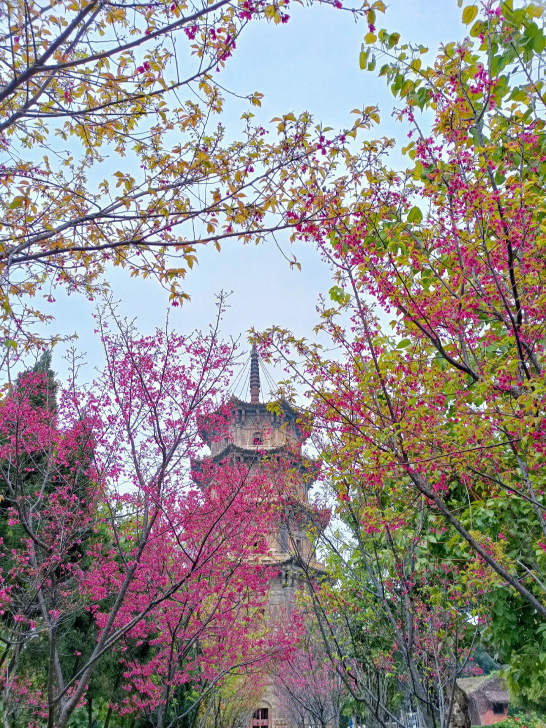 泉州开元寺樱花图片