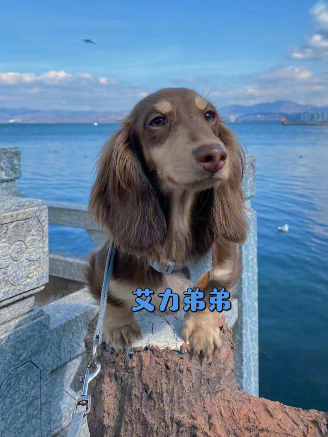 我家宠物好可爱#长毛腊肠#小时代犬舍#巧克力奶油迷你长毛腊肠