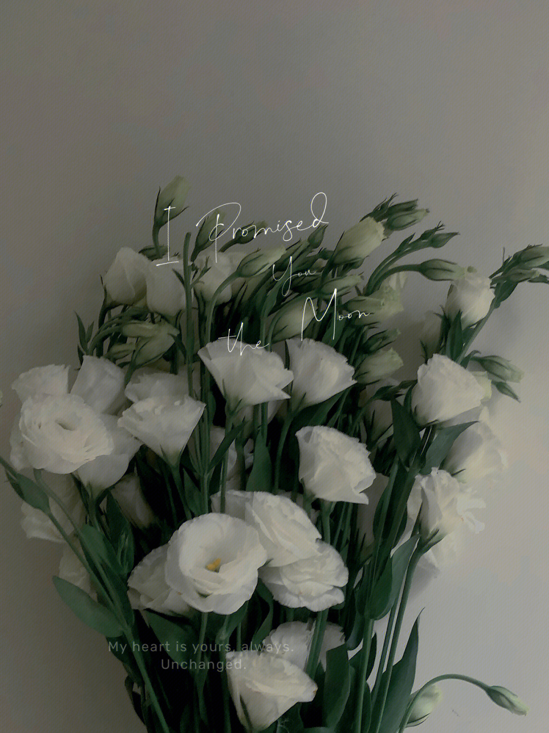 白色桔梗花
