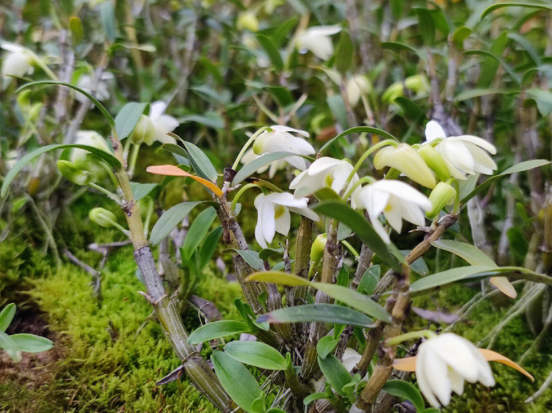 霍山米斛花开啦,盆栽正在火热畅销中#霍山米斛