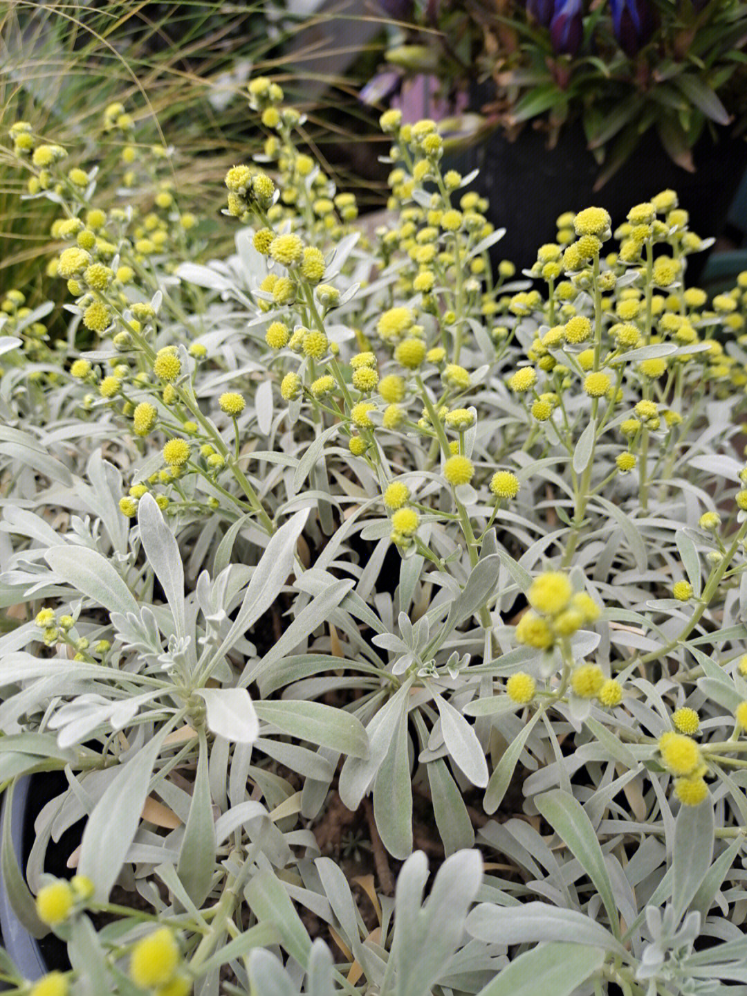 芙蓉菊样子图片