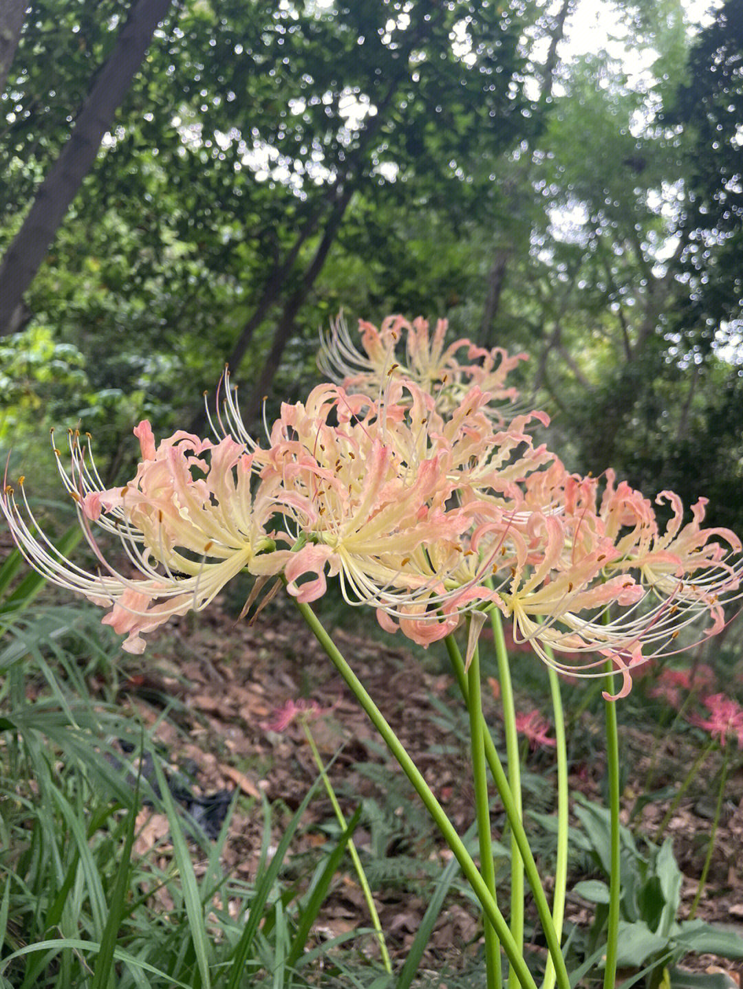 石蒜开花前的样子图片