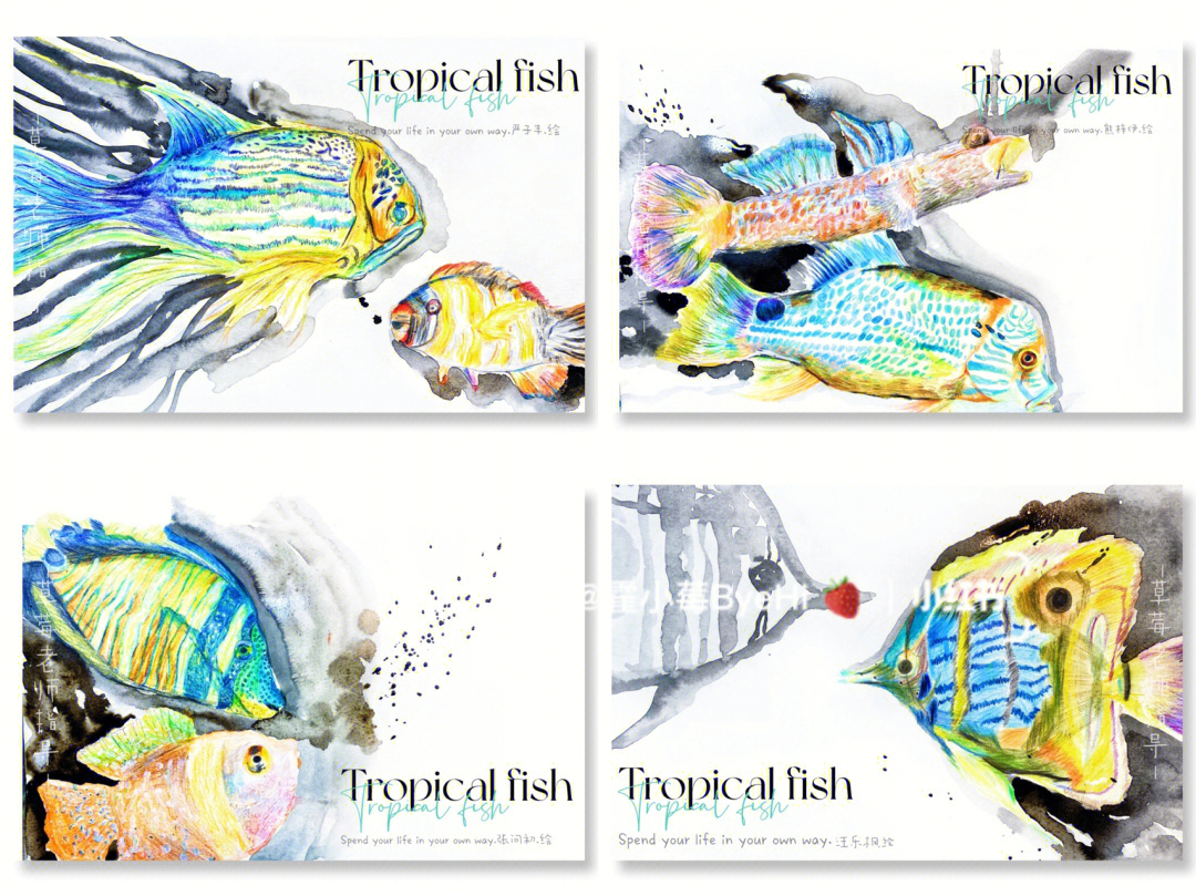 美术课件彩铅热带鱼系列