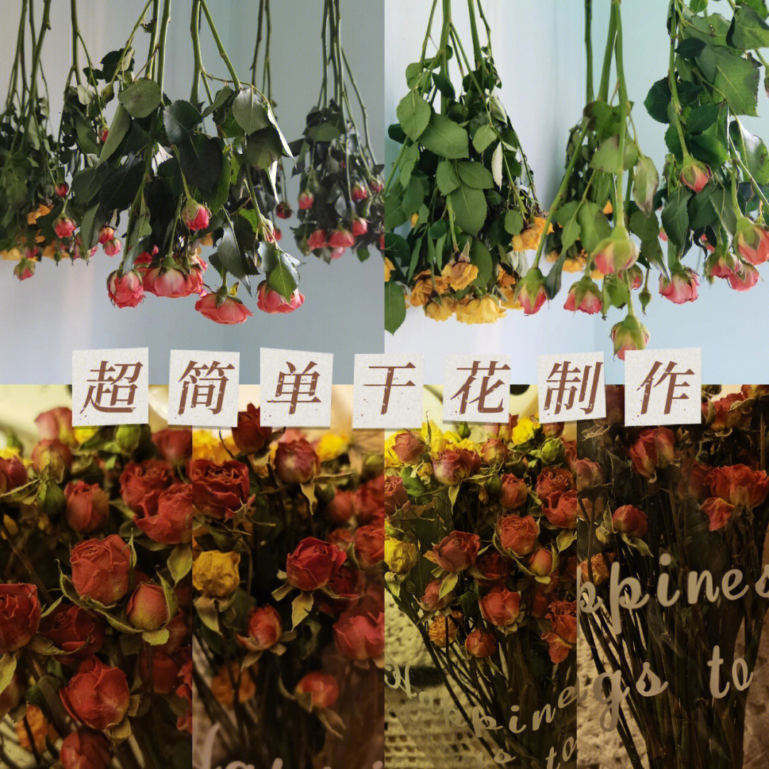 帝王花干花制作方法图片