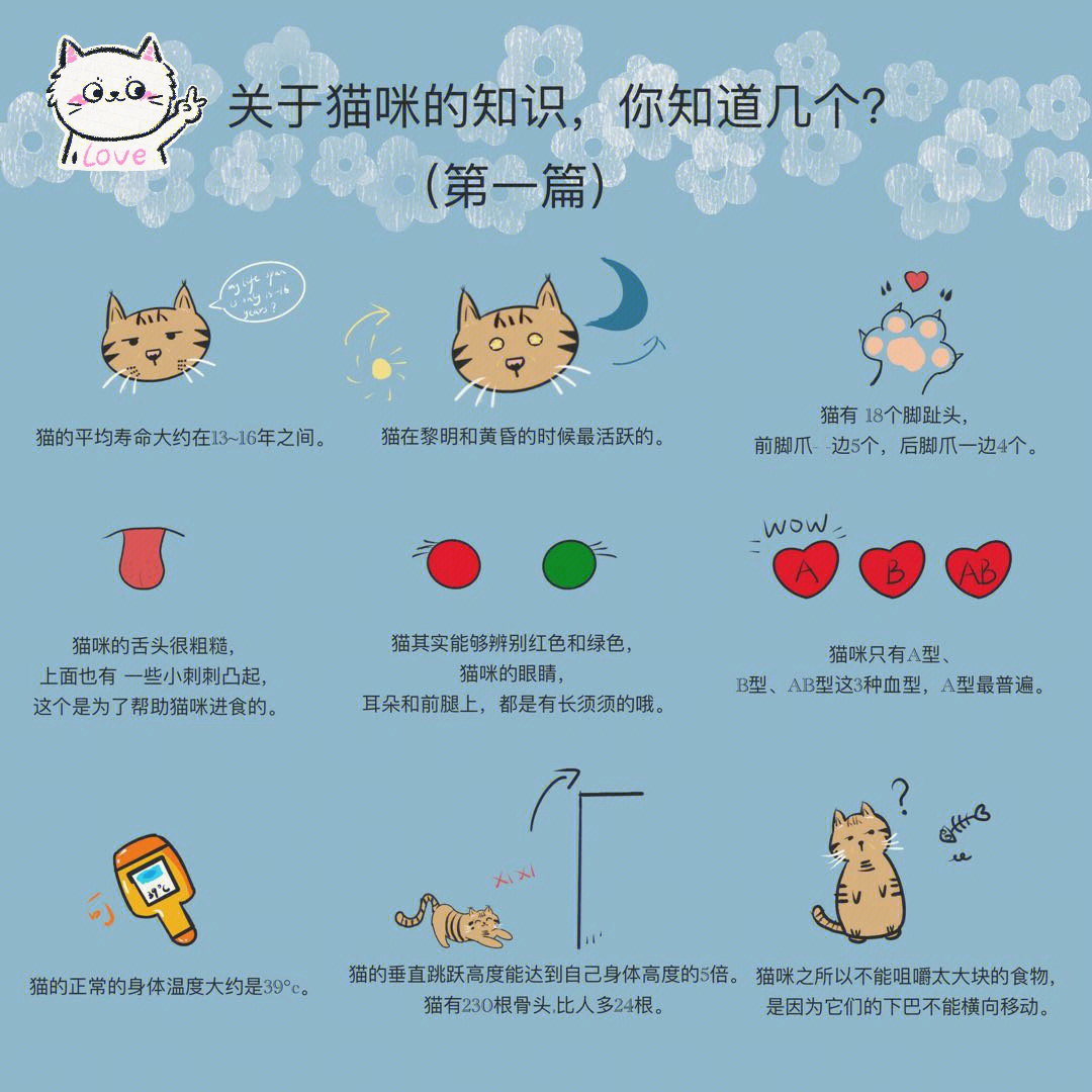 小猫动物记录卡图片