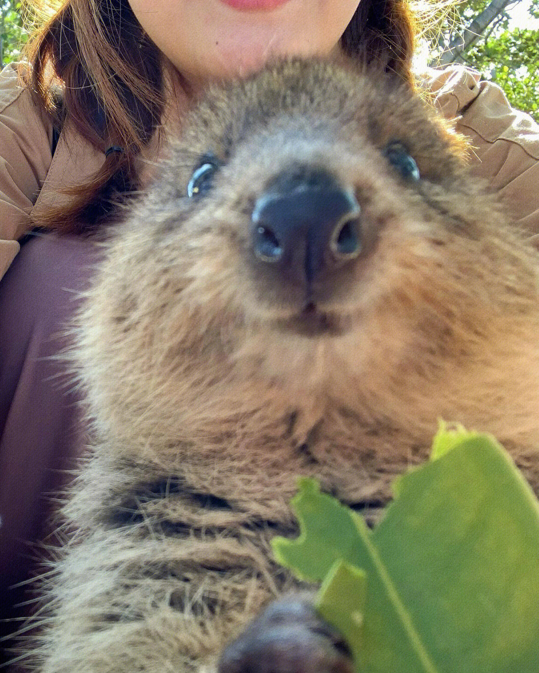 一些个网红袋鼠quokka见面会合集