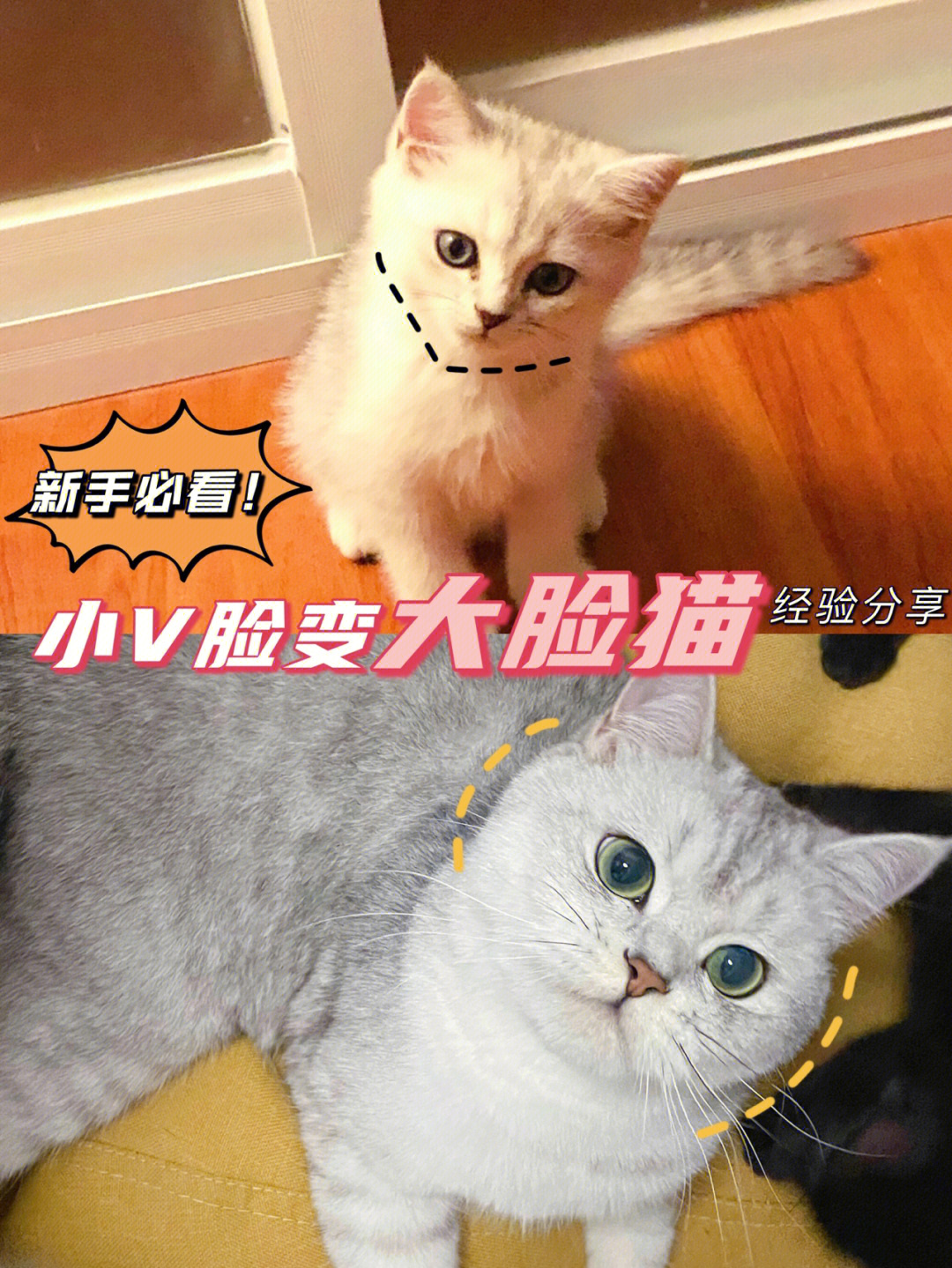 猫咪发腮美毛干货60三个月小v脸变大脸猫