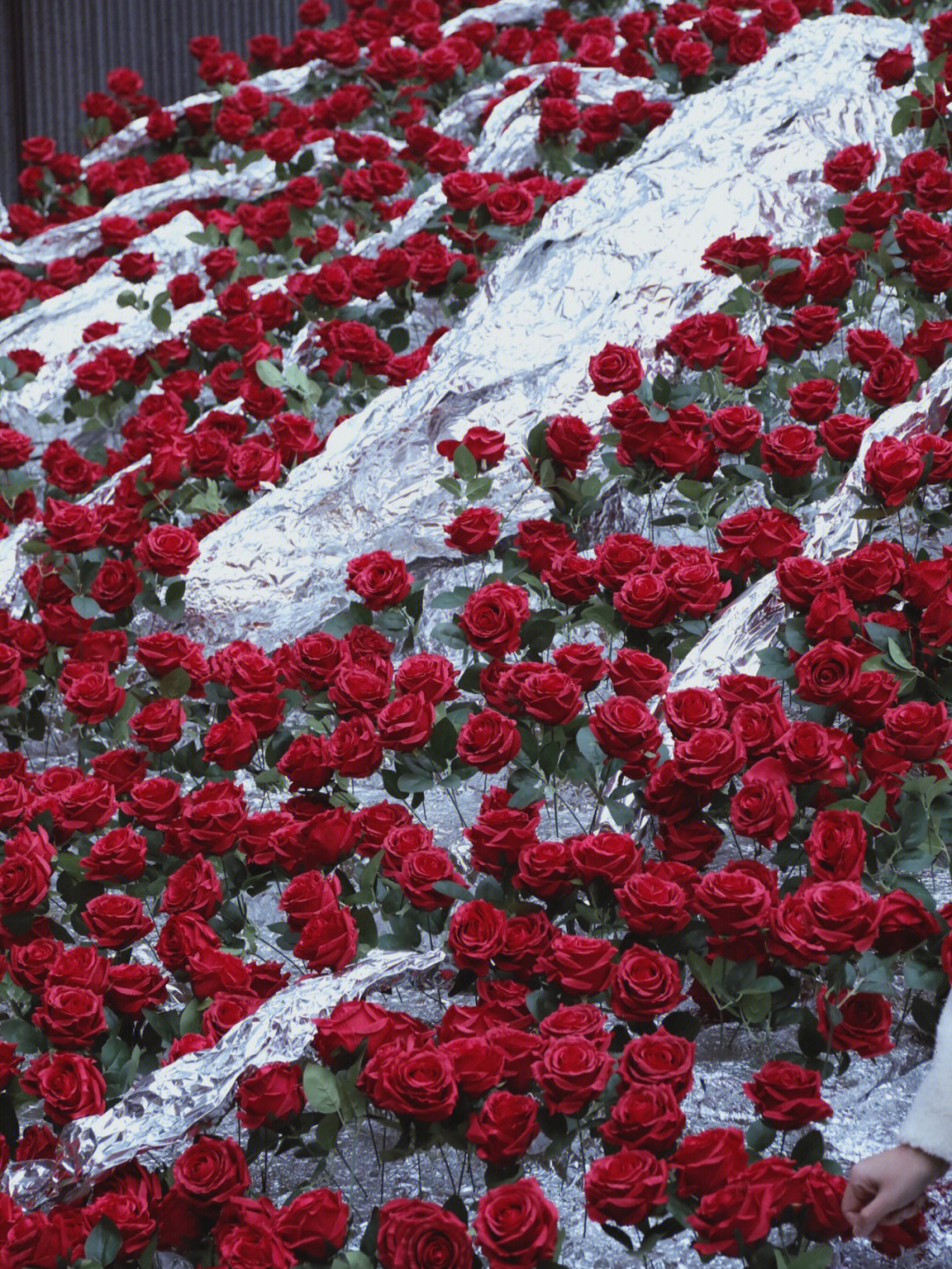 冰川玫瑰北京图片