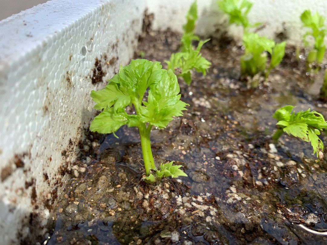 芹菜根种起来长的咔咔快