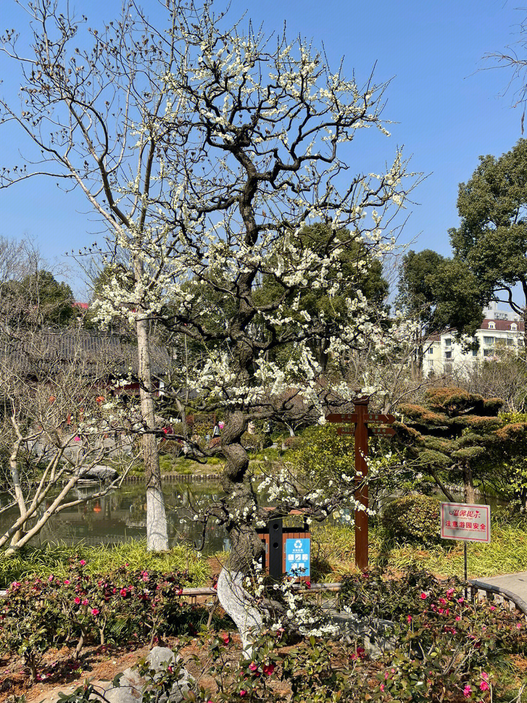 莘庄公园始于上世纪三十年代的杨家花园,后经多次扩建公园以梅花著名