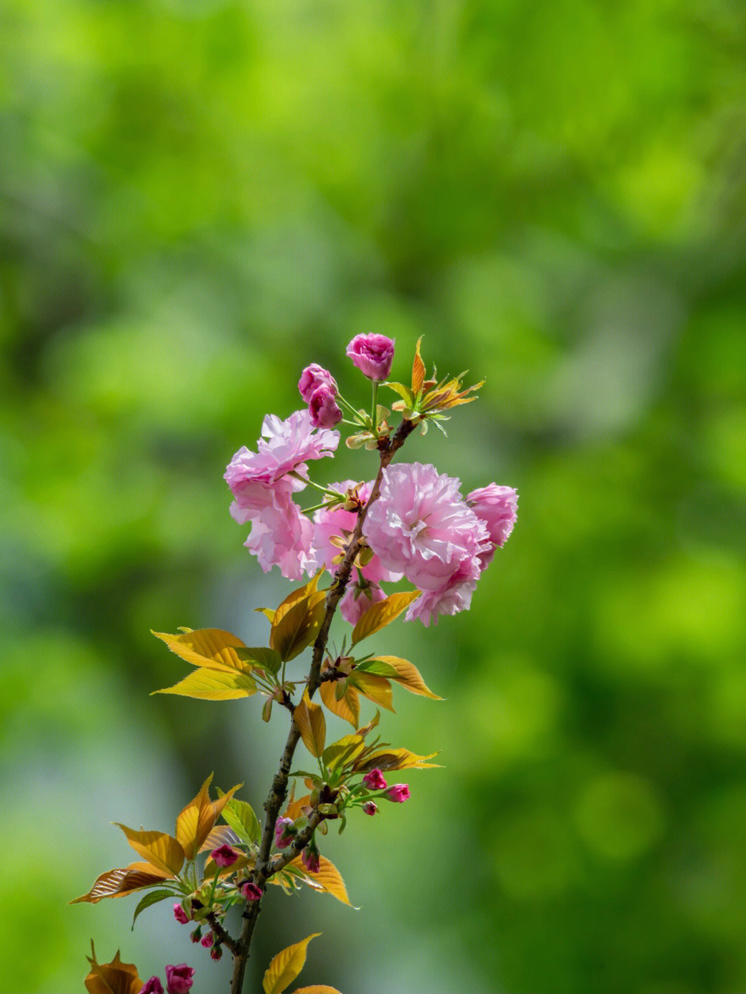 重瓣樱花简介图片