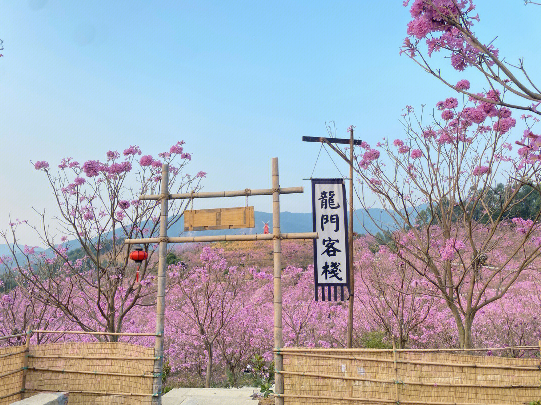 新会紫花风铃木门票图片