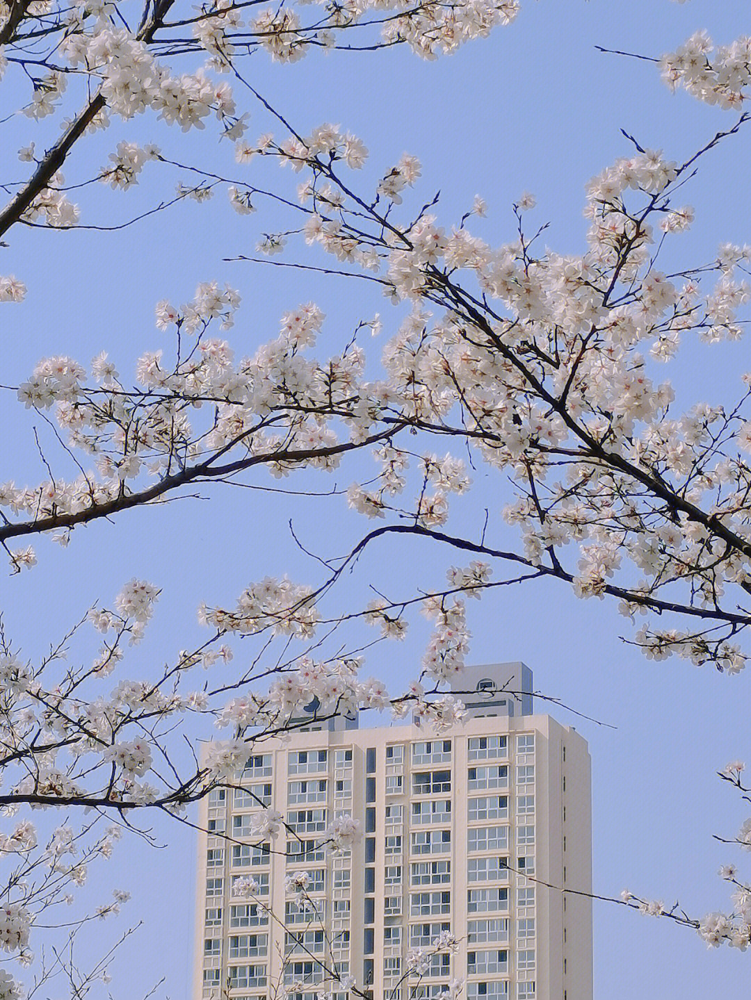 常德樱花图片