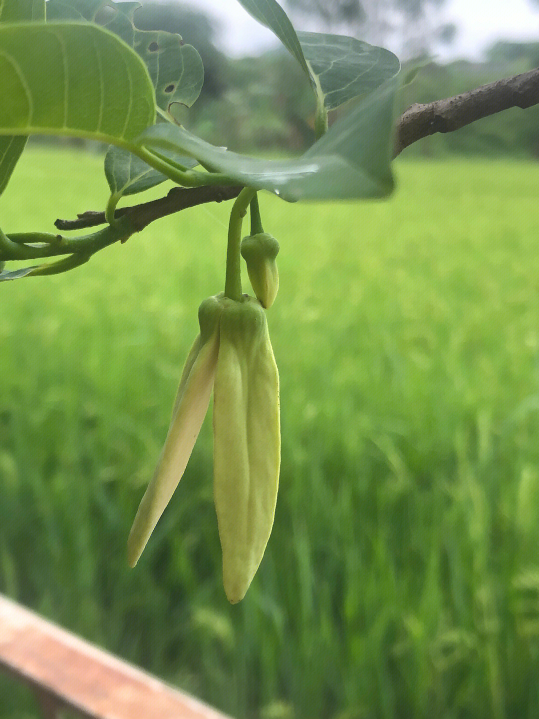 释迦果花图片怎么结果图片