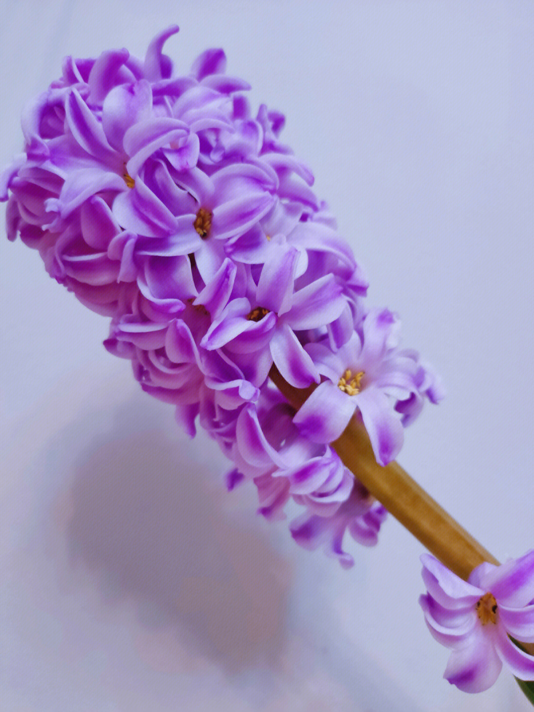 深紫色风信子花语图片