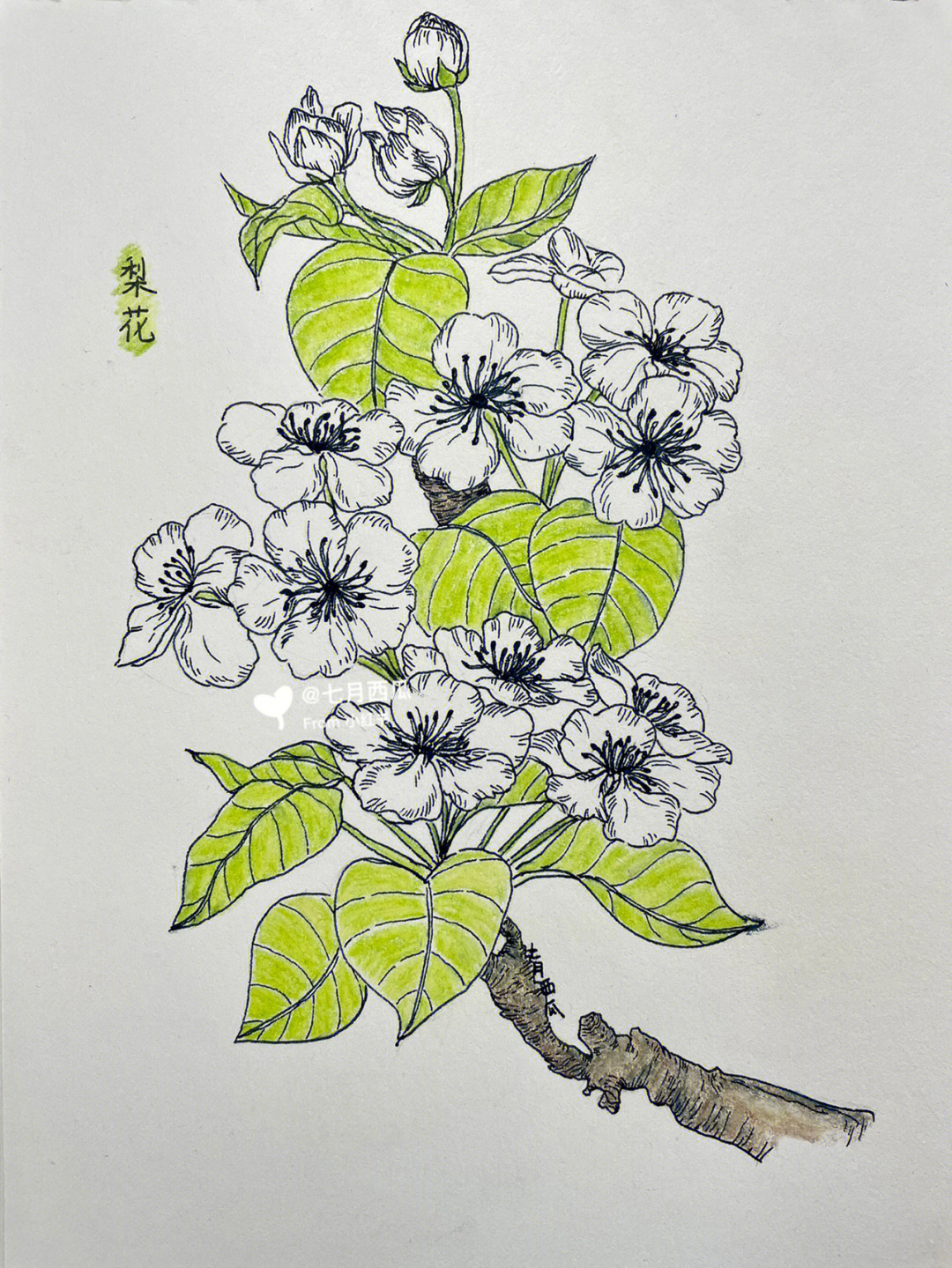 《自在飞花100种唯美手绘花卉线描技法》春—梨花