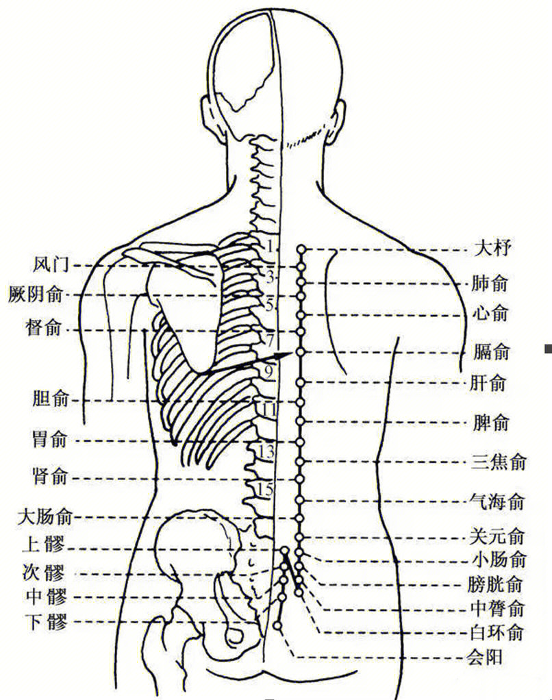 腹部肝经的准确位置图图片