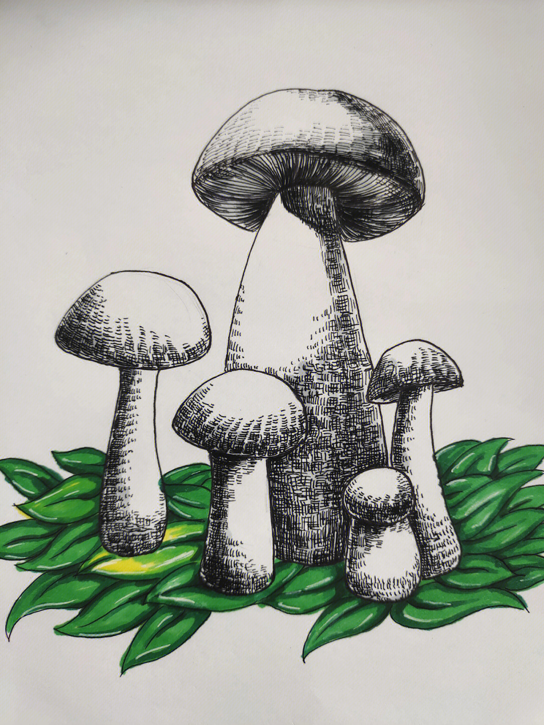 美术画蘑菇线描图片