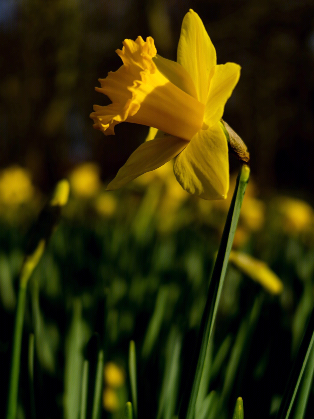 华兹华斯daffodils图片