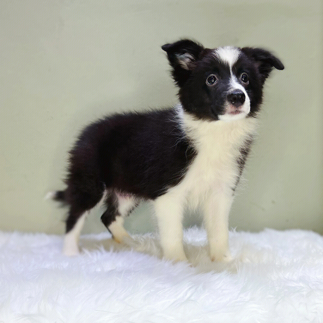 black white8215骨架骨量佳,赛级边牧后裔#边境牧羊犬