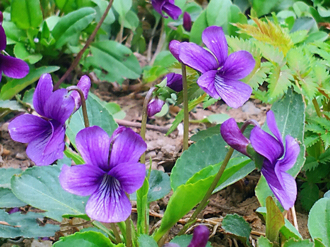 紫花地丁