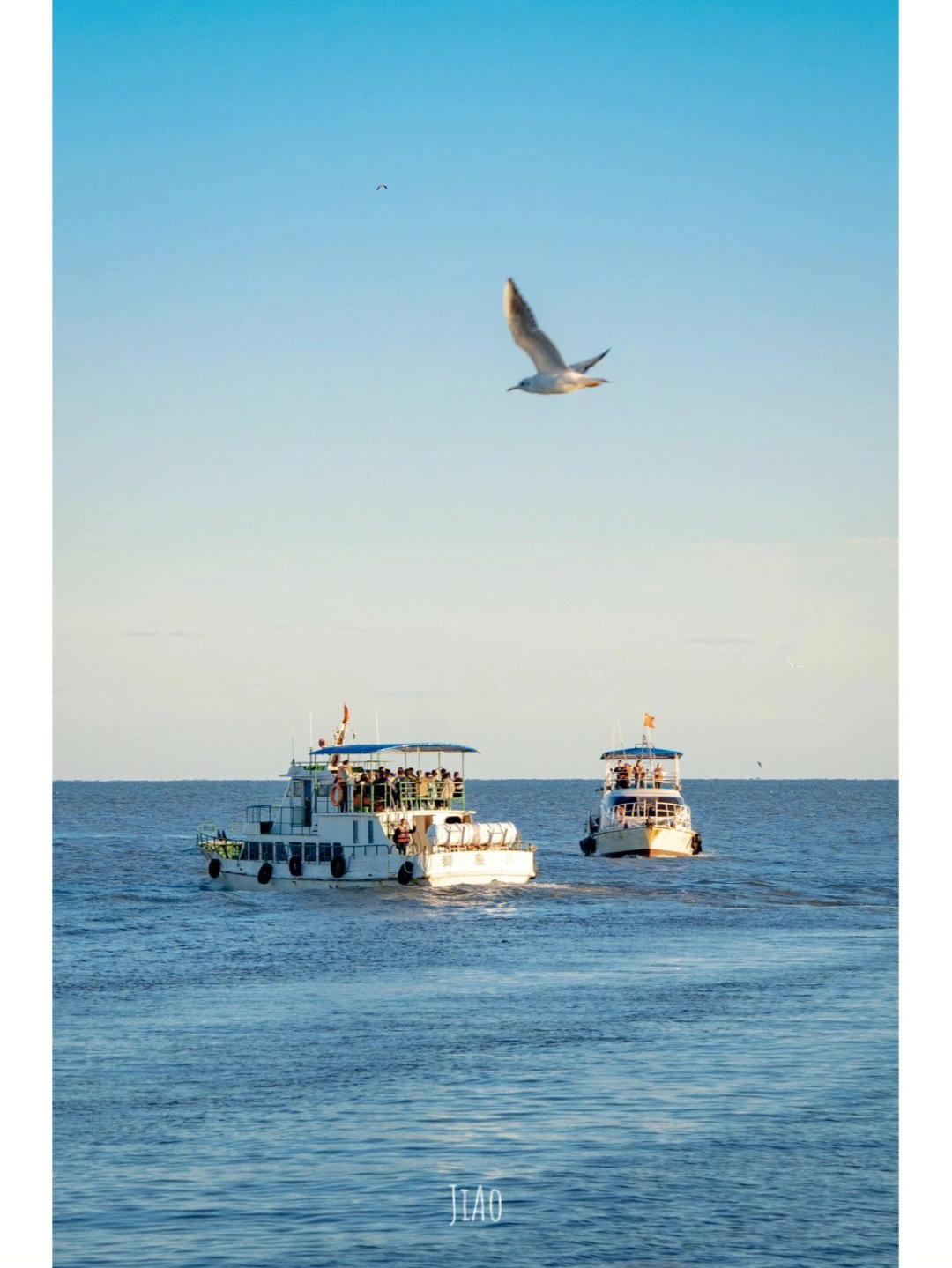 最美大海海鸥轮船图片图片