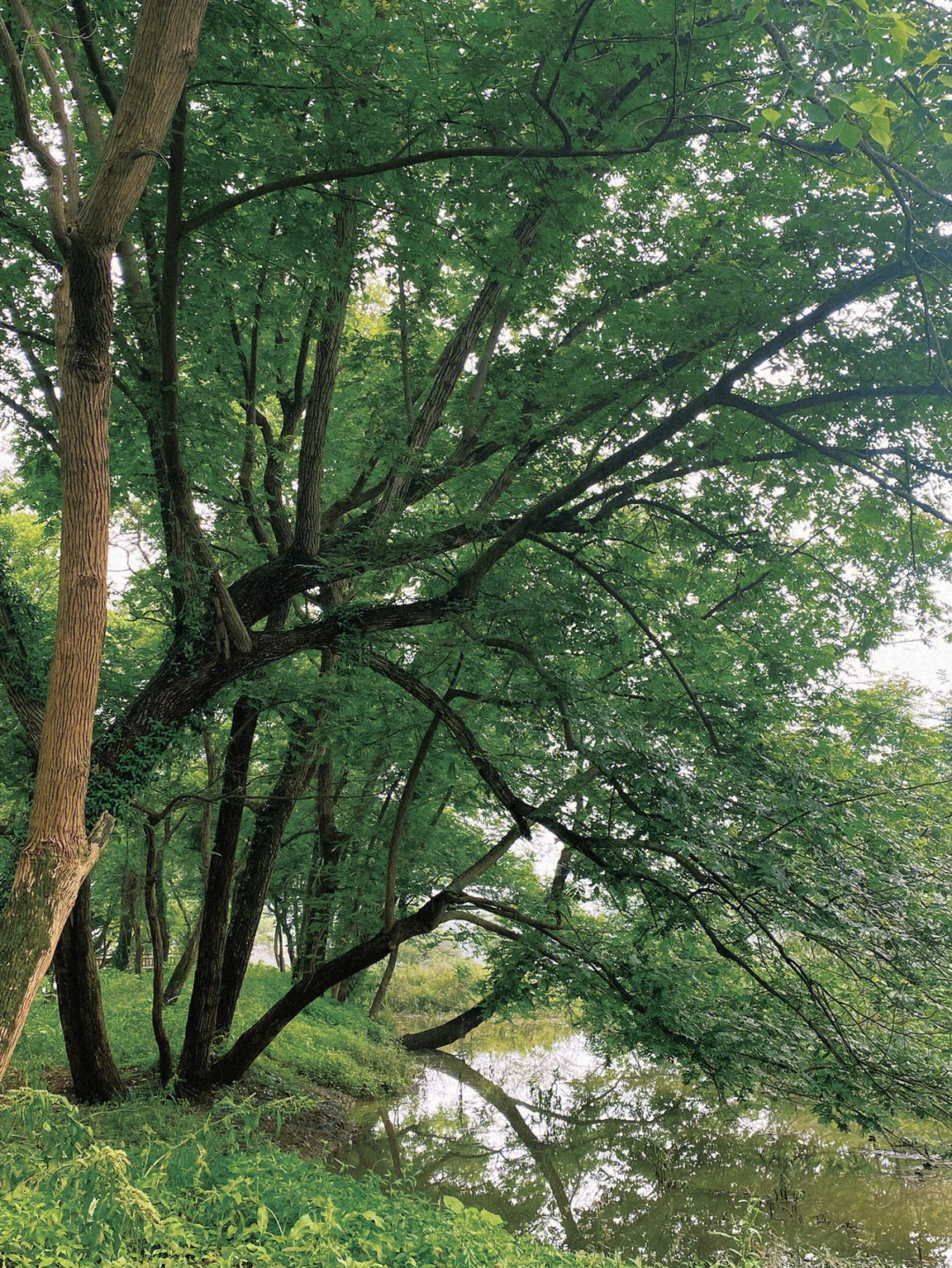 栖凤渡莲花山庄图片