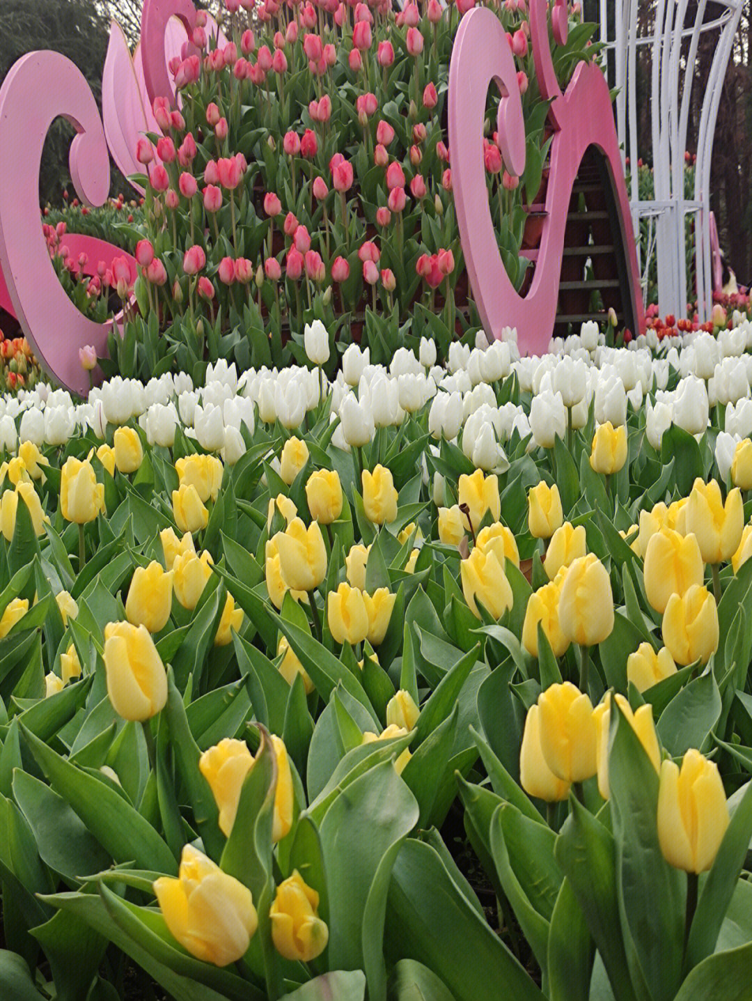 巴南郁金香花展图片