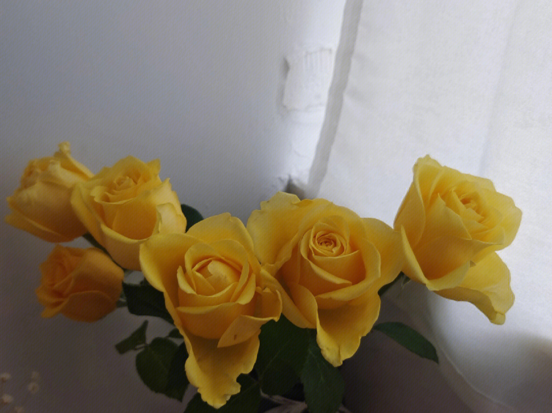 黄泡泡玫瑰花语图片