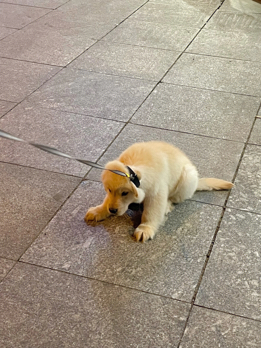 赖皮狗狗品种图片