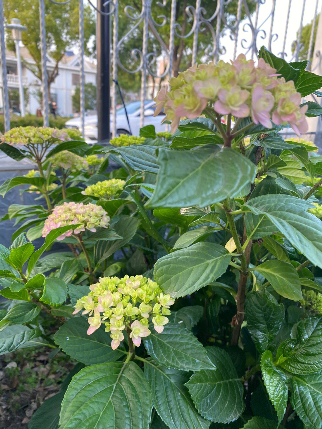 花手鞠长得好大呀