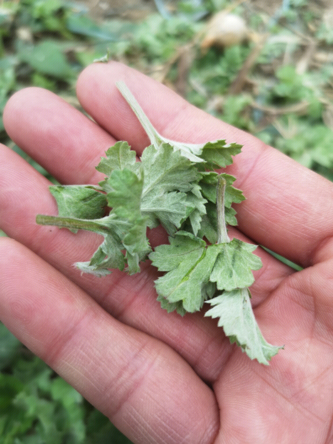 艾草刚发芽的图片图片