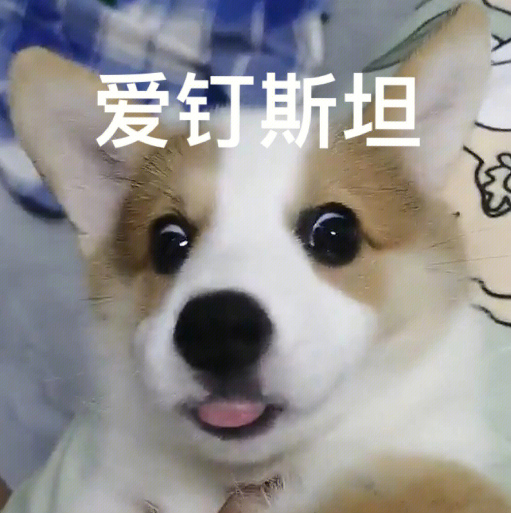 爱犬的螺丝图片