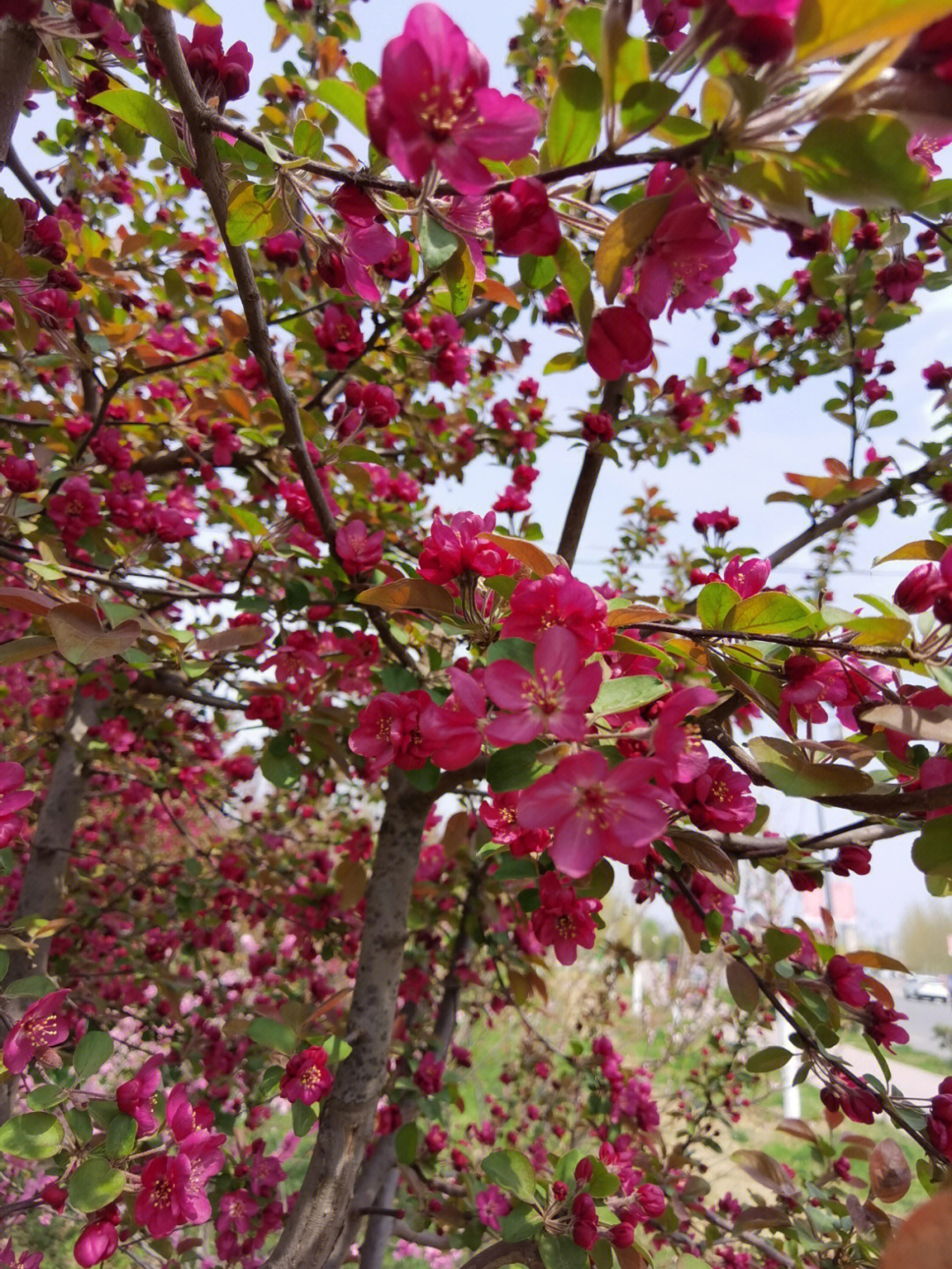 唐美玲海棠开花图片图片