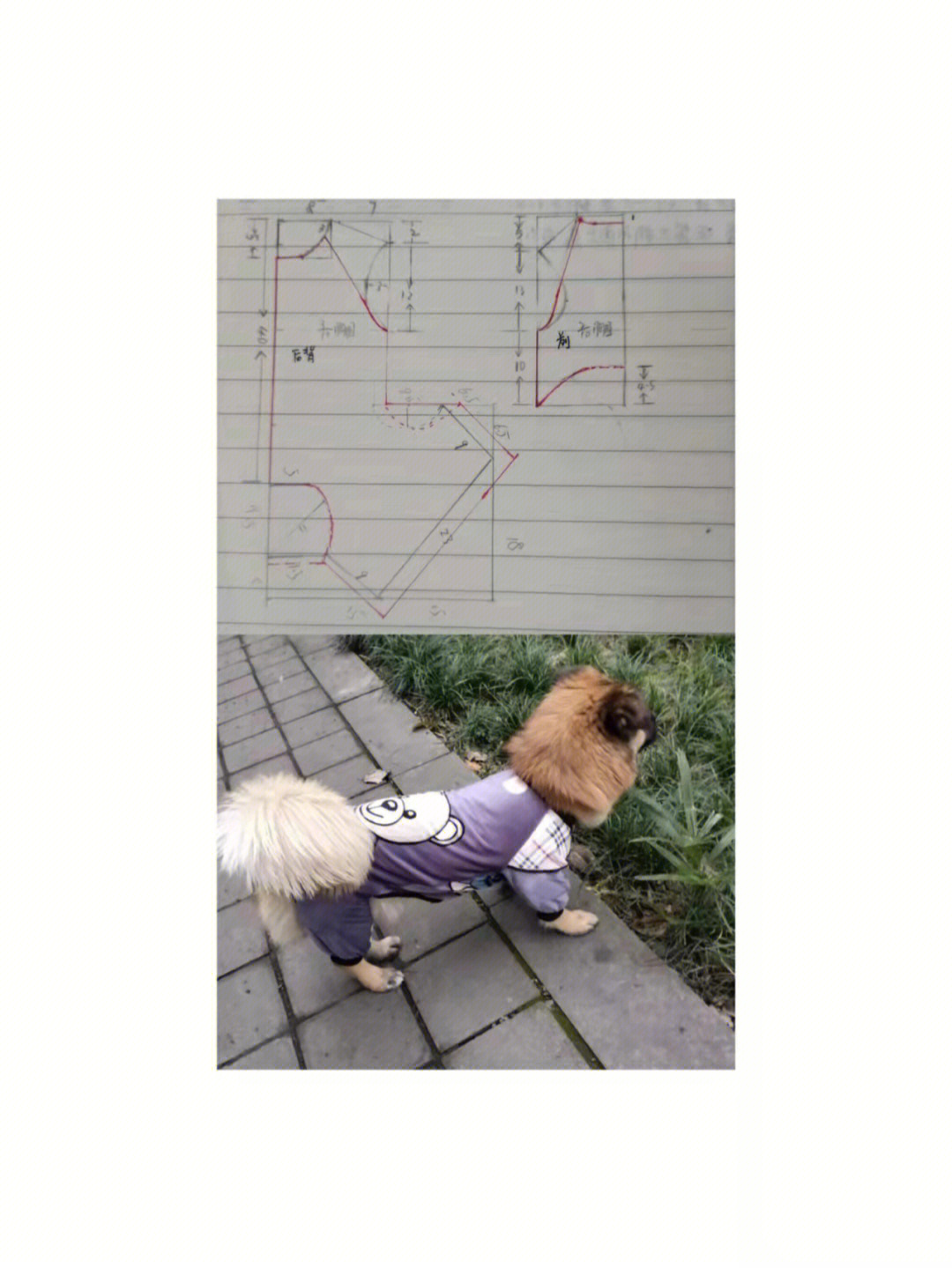 狗狗衣服样板图怎么画图片