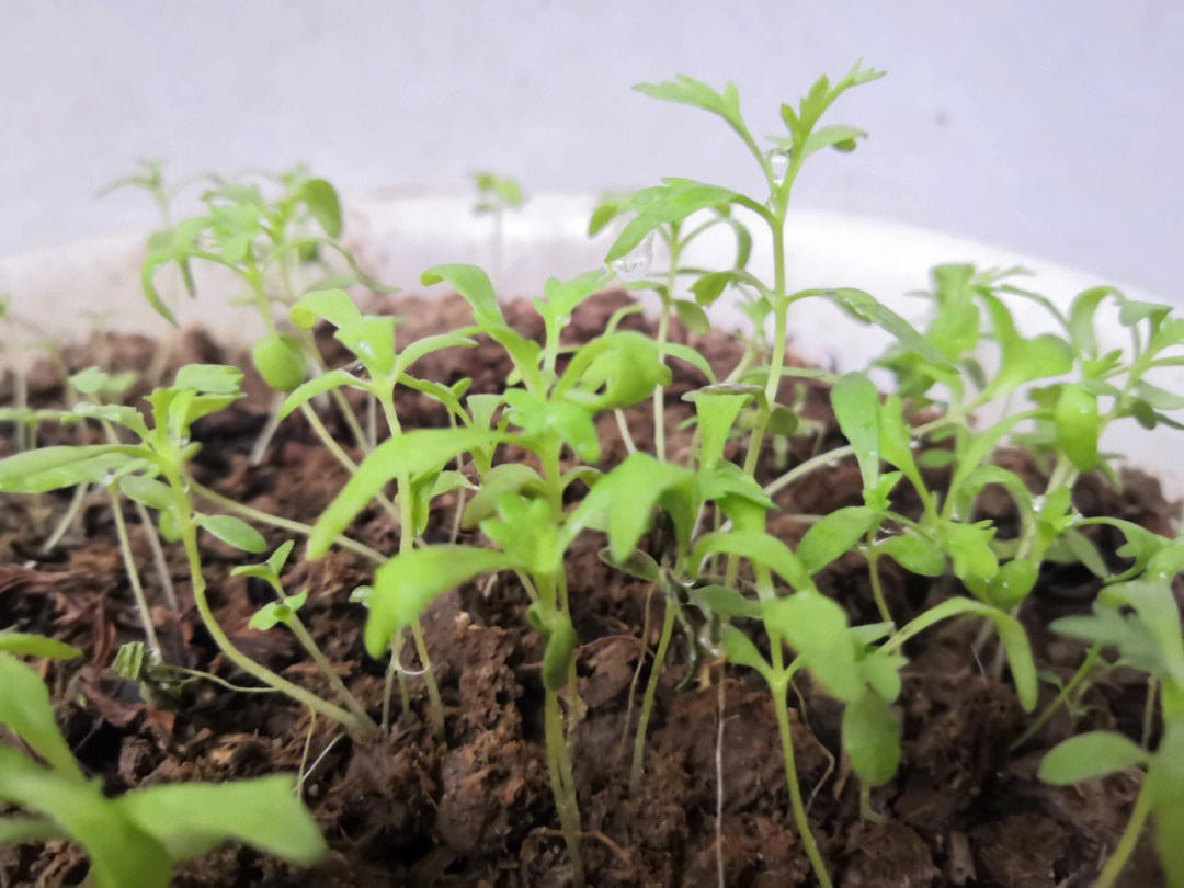 刚发芽的菊花幼苗图片图片