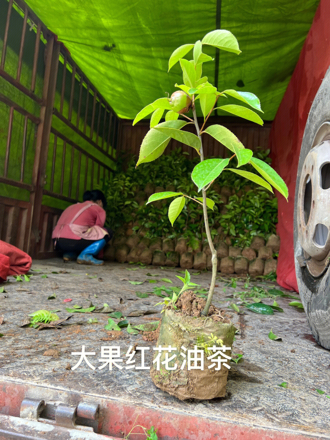 大红花油茶品种简介图片