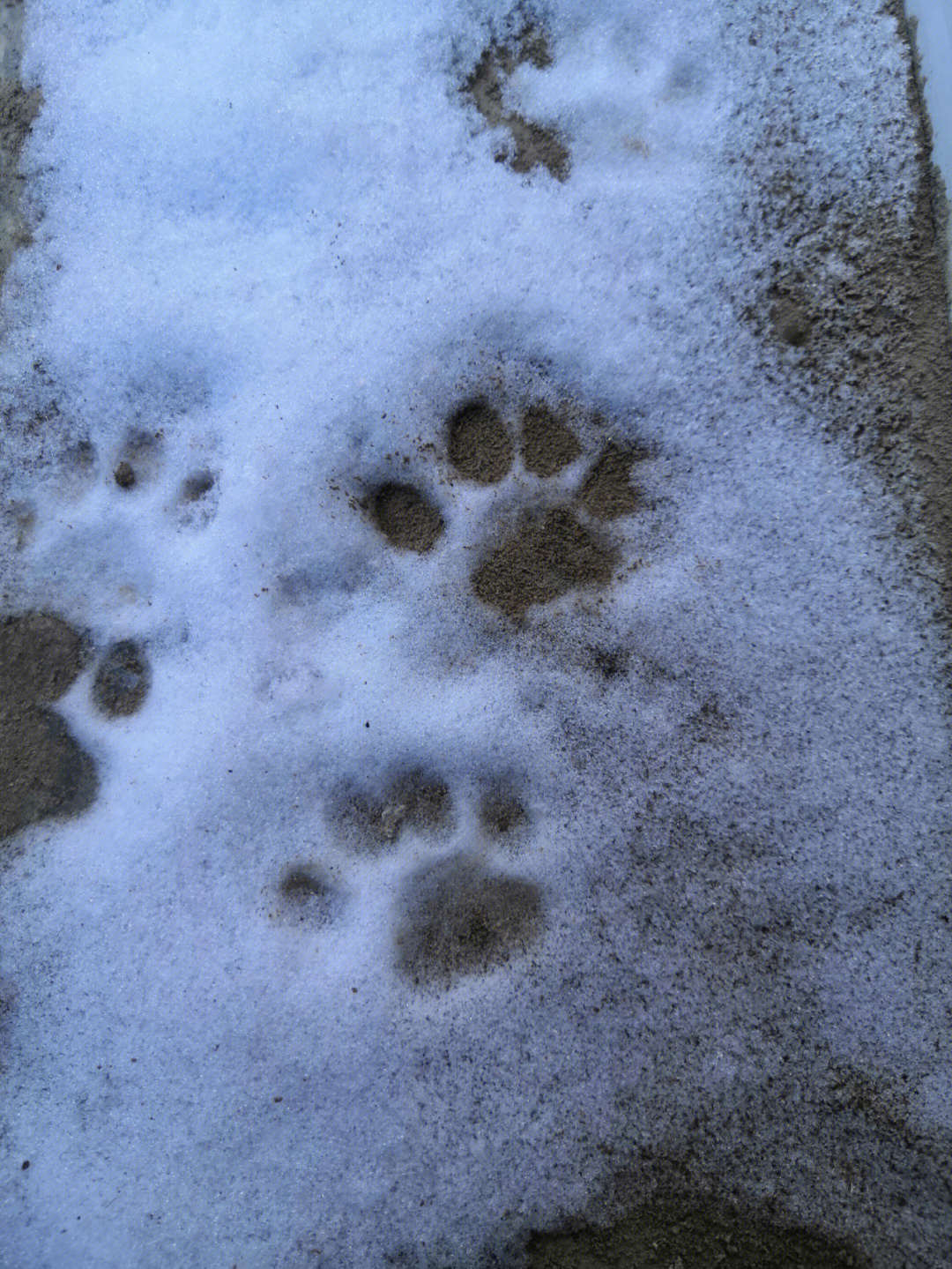 白茫茫的一片,猫子们也去雪地里撒欢了,我就记录下了可爱的小脚印