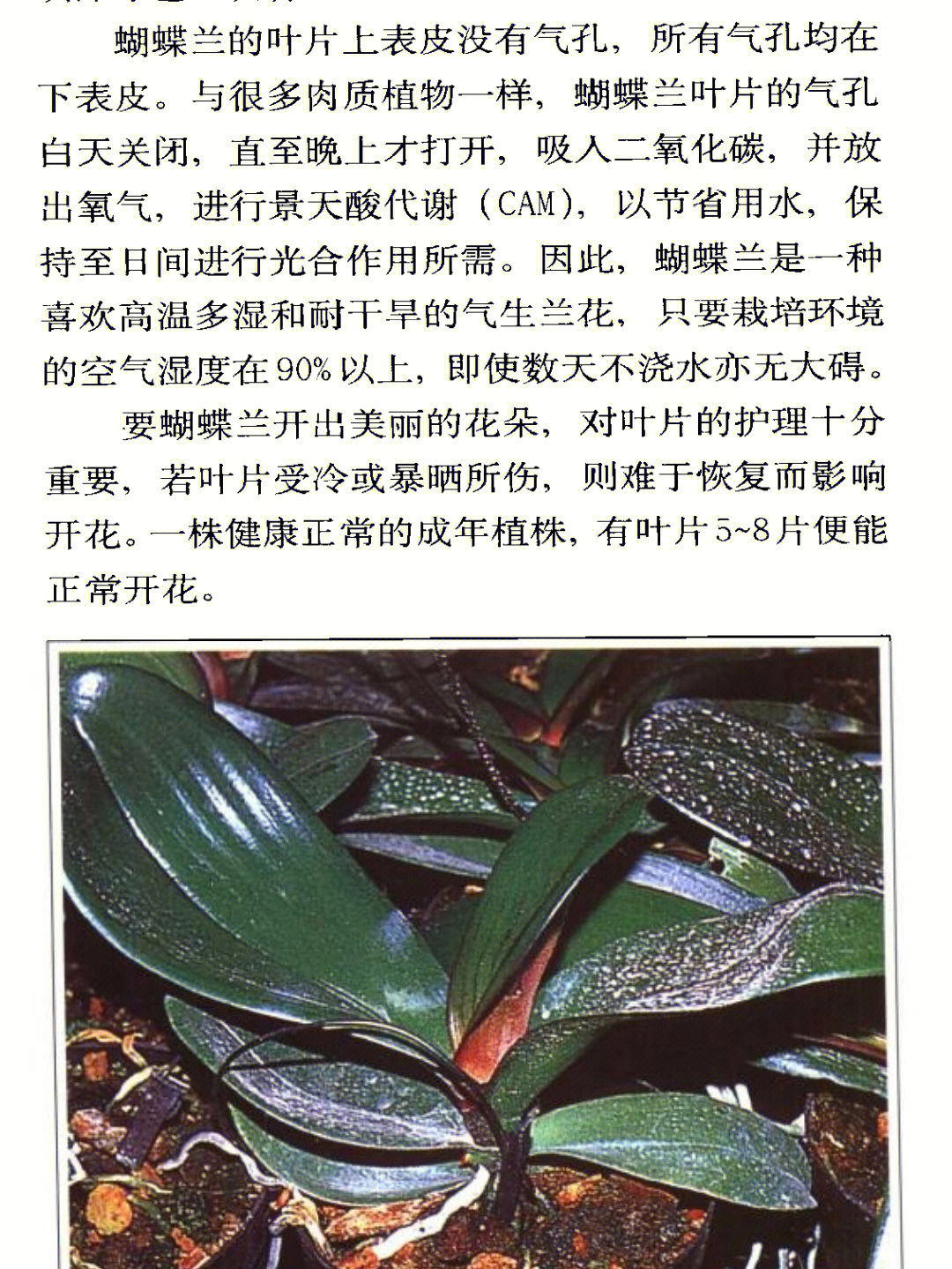 蝴蝶兰种子种植步骤图片