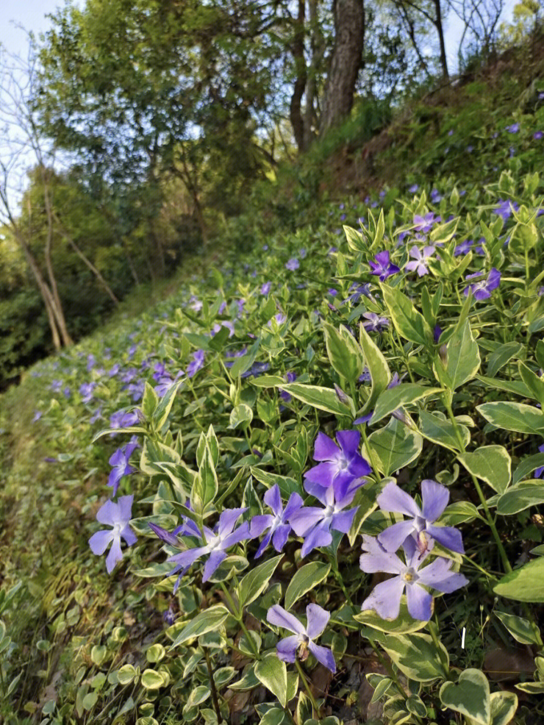 春日里那些花30儿