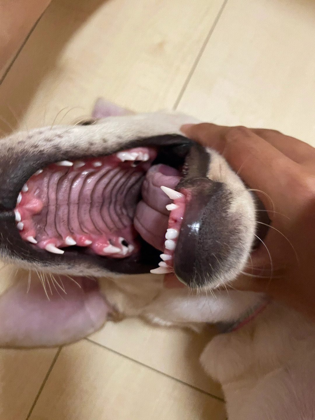 五个月的狗子掉的第一颗牙可喜可贺哈哈哈