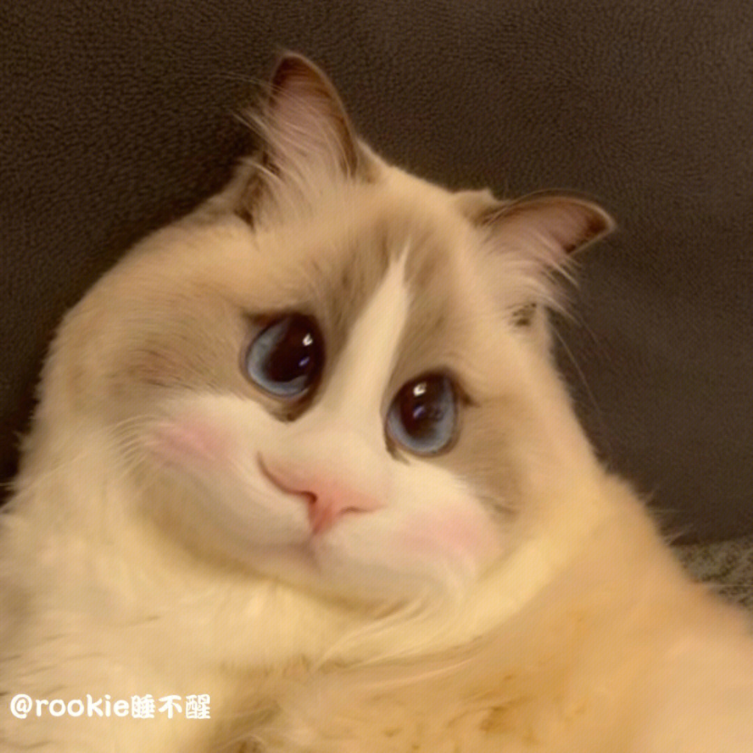 仓鼠小猫rookie表情包图片