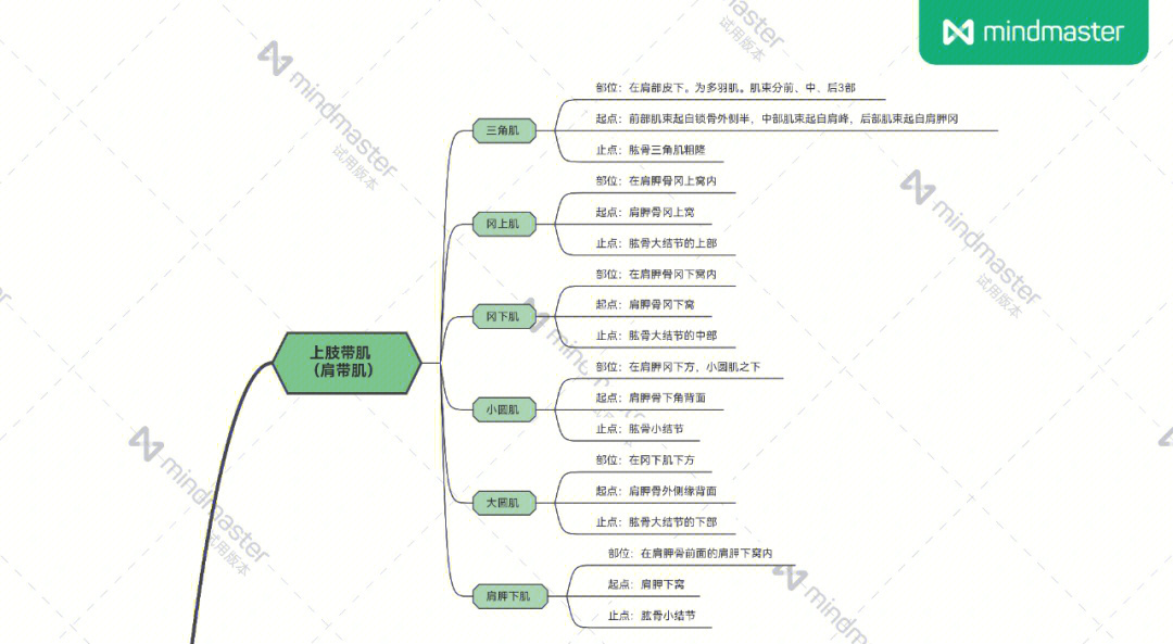 92人体的肌肉系统主要分为躯干肌,上肢肌,下肢肌