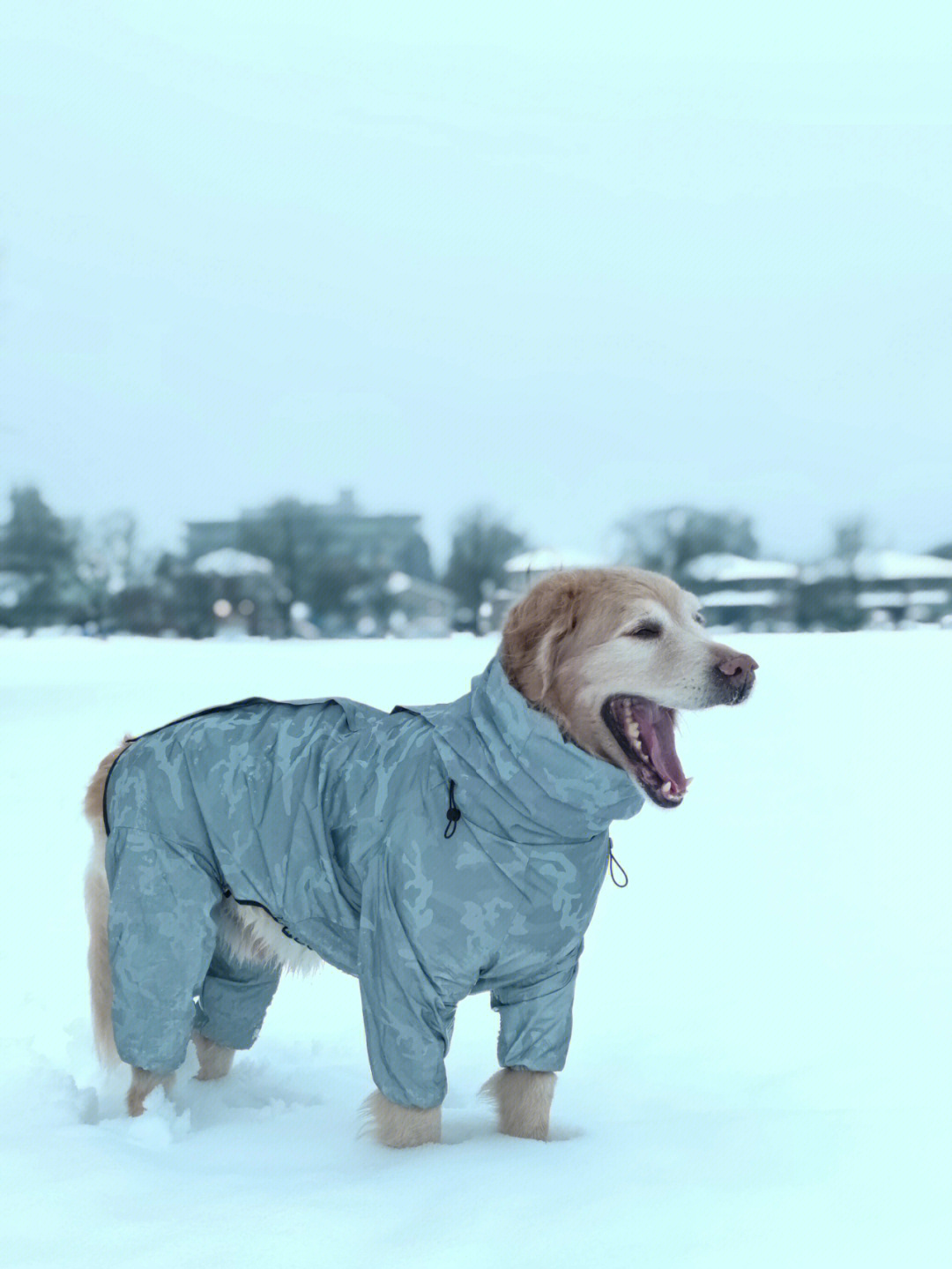 老狗看雪