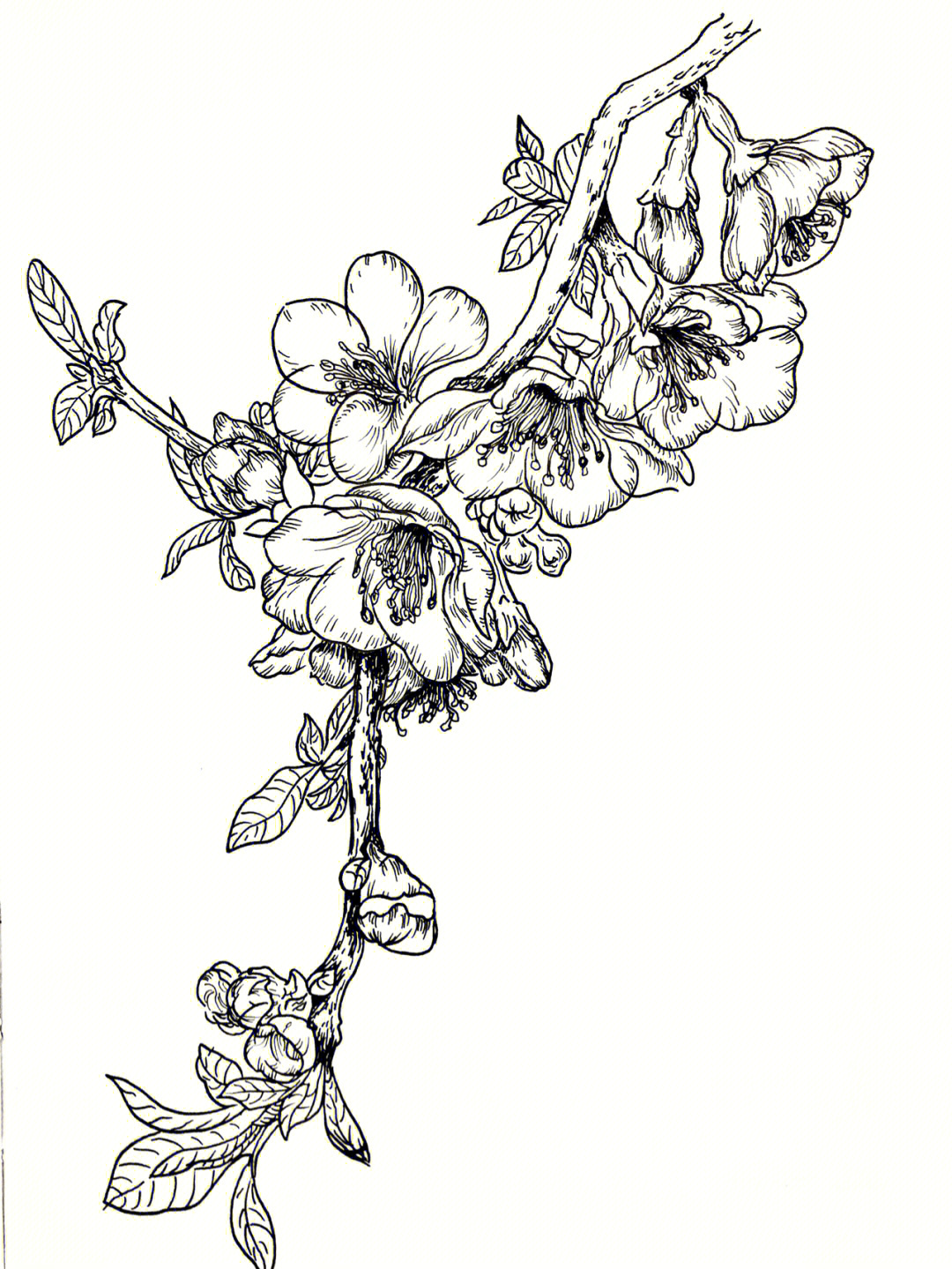 海棠花素描图片
