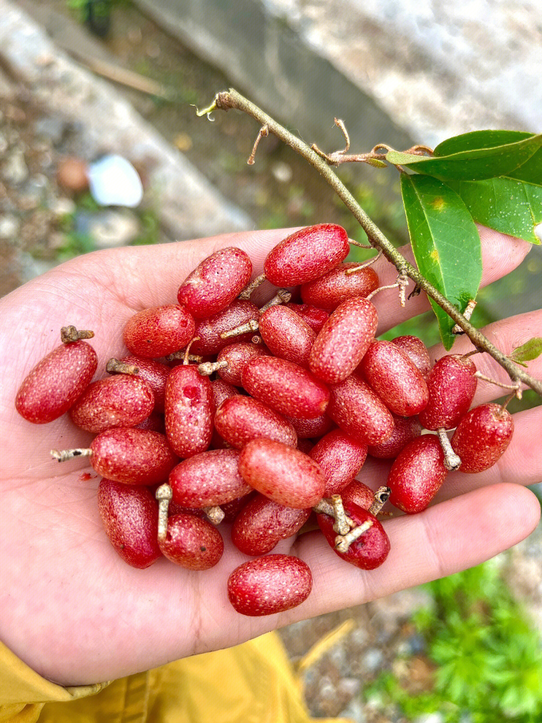 羊奶奶野果药用图片