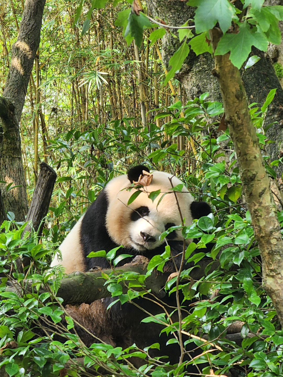 大熊猫的居住环境图片