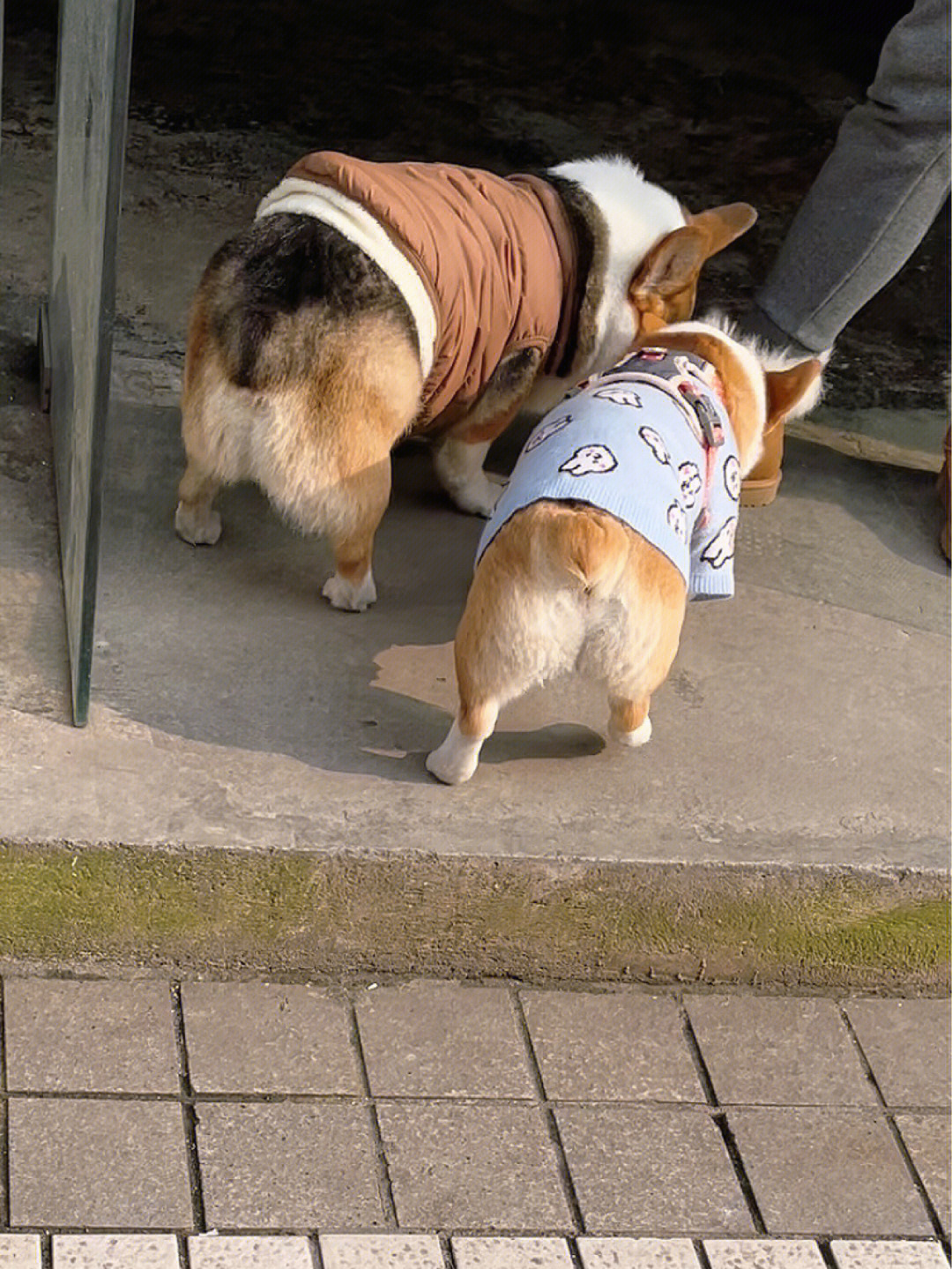 幼犬后腿内八字腿图片图片