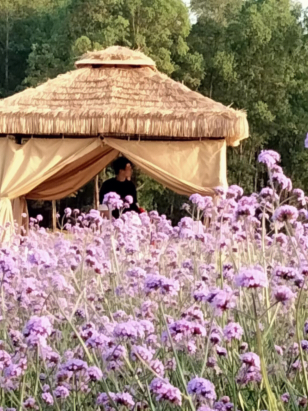 仙眷花洲海纳花海图片